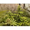 Gorilla Super Glue, Фасовка: 5, изображение 8